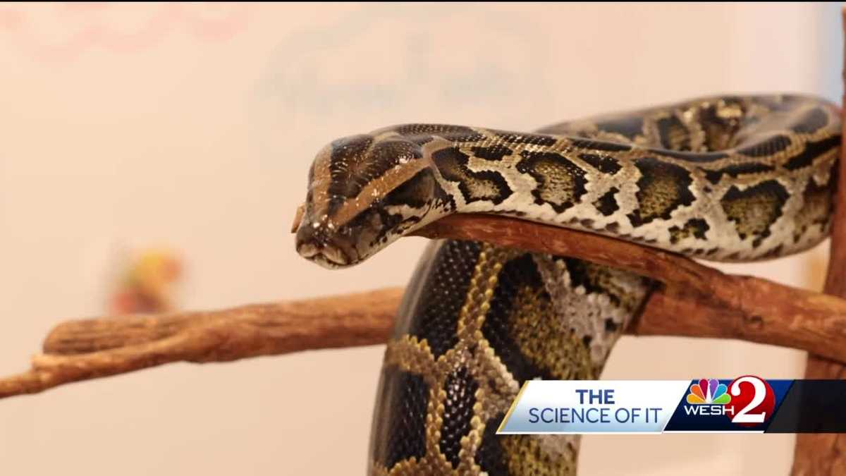 The Science of It: Burmese Python