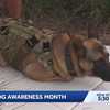 Service Dog Awareness month; how one South Florida dog is educating people on service dog etiquette
