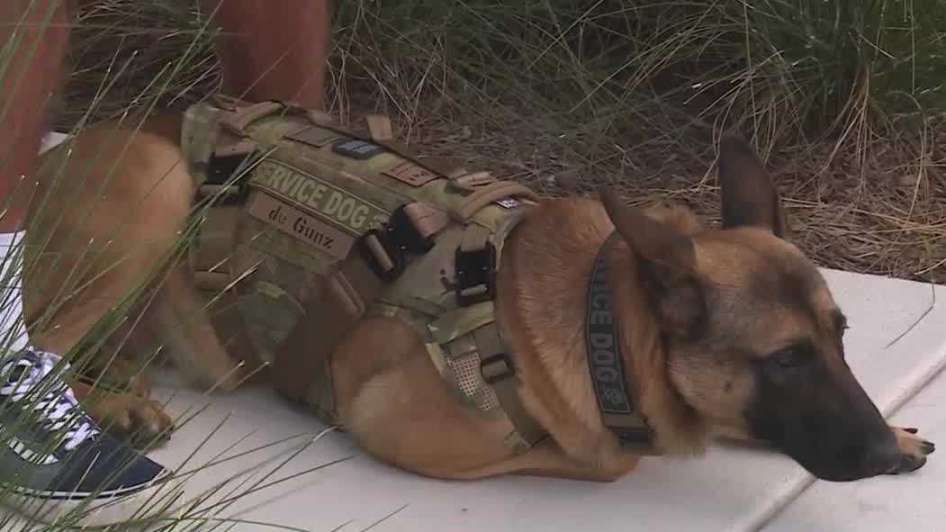 Service Dog Awareness month; how one South Florida dog is educating people on service dog etiquette