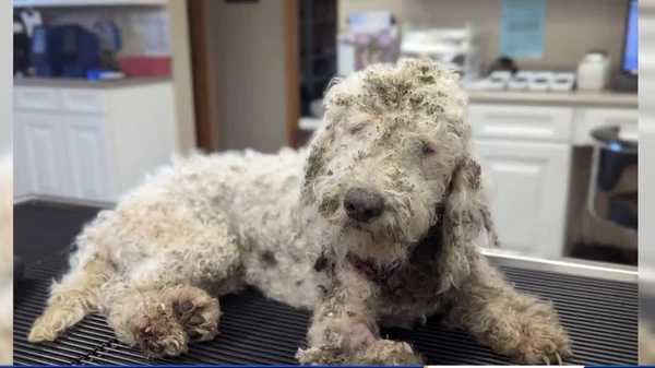 'i've never seen anything like it:' jasper county dog facing serious injuries after being rescued from park