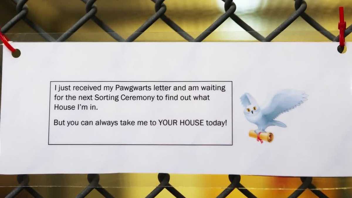 Pet shelter sorting dogs into houses, calls it 'Pawgwarts'