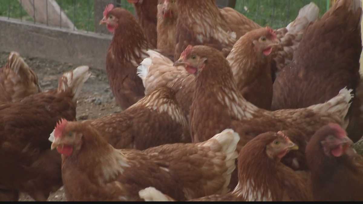Wisconsin experiencing worst outbreak of bird flu in 50 years