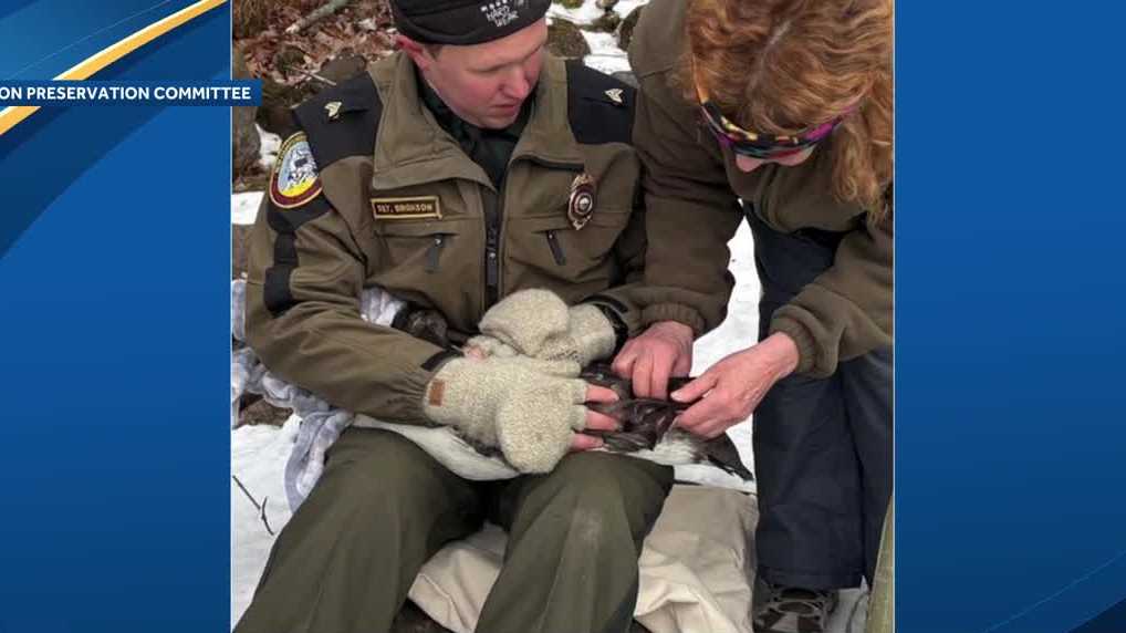 Two loons rescued from ice at Weare Reservoir