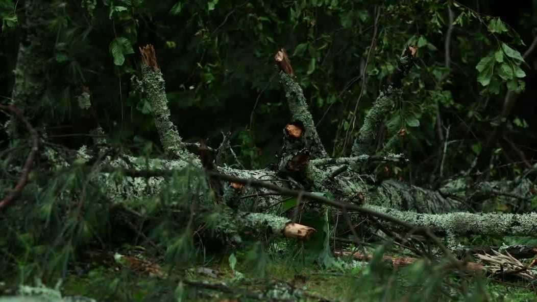 Storms knock down trees, power lines, causing thousands of outages across New Hampshire