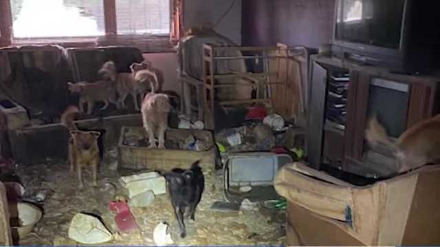 ARL of Iowa says some dogs rescued from hoarding case will not survive - Vimarsana News