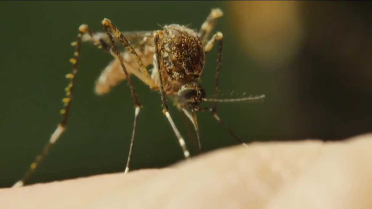 Collier Mosquito Control District To Resume Aerial Treatments Monday Night