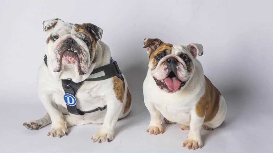 Drake University to host ceremony for retiring mascot Griff II