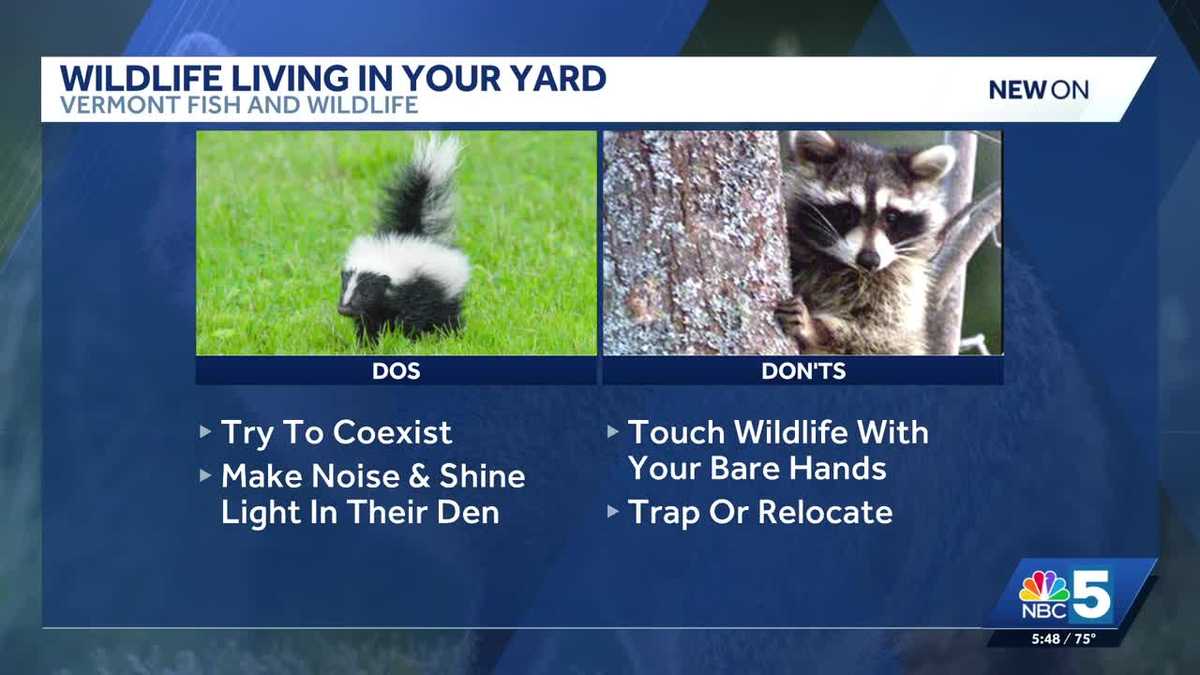 Expert tips on how to deal with unwanted wild animals in your yard