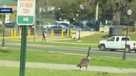 Goose on the loose