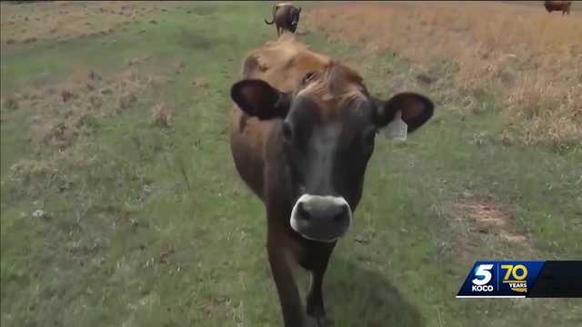 Oklahoma experts say there's no cause for alarm as avian flu impacts cattle - Vimarsana News