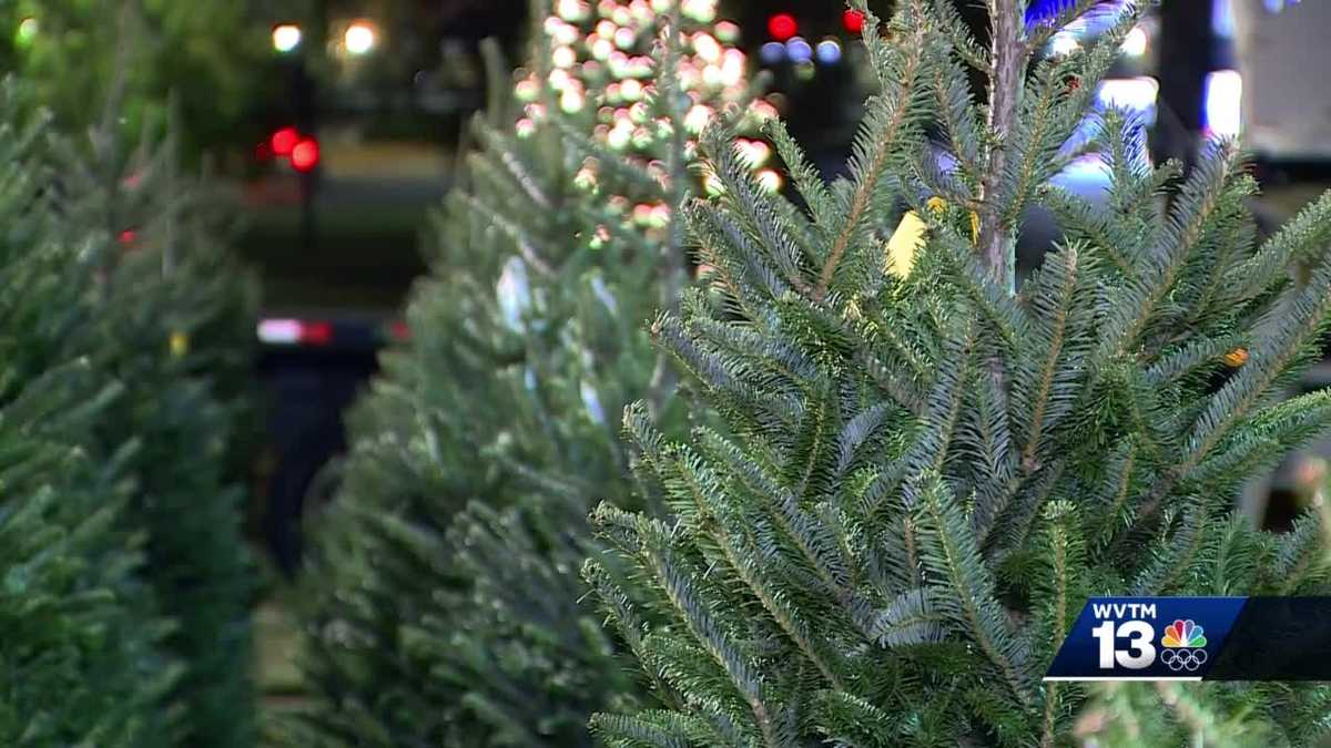 Christmas tree shortage could impact local vendors this year