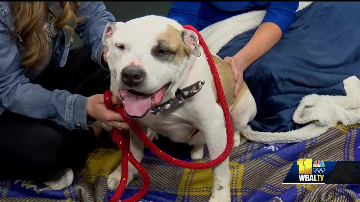 Find out how you can give this senior dog a new home