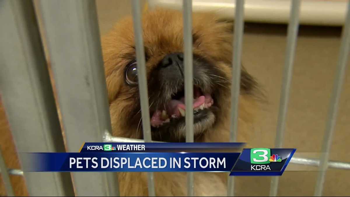 Pets displaced during storm fill local shelters