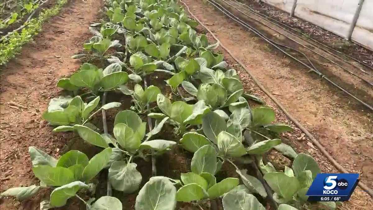 Oklahoma farmers face recent struggles, like rising costs and changing weather
