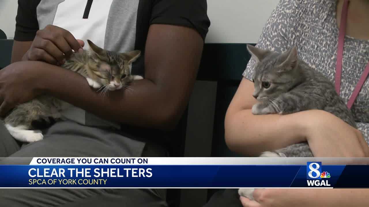 Susquehanna Valley SPCA aims to 'Clear the Shelters'