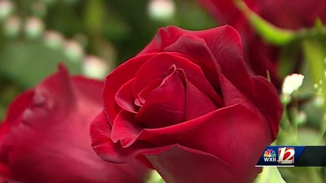 Florists prepare for hundreds of deliveries across Piedmont Triad - Vimarsana News