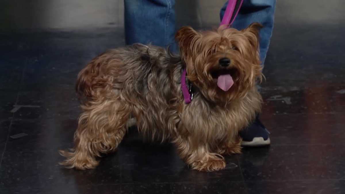 Meet Shiloh, our Adoptable Pet of the Week in Greater Portland