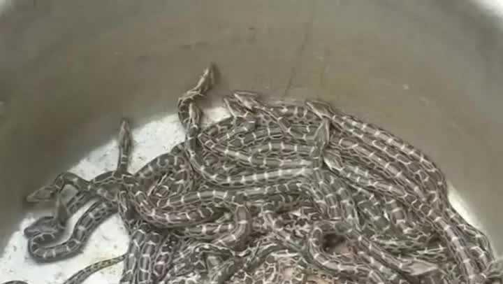 Wildlife officials release 27 python hatchlings in India