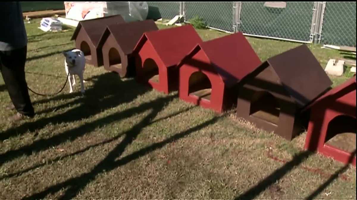 Students build dog houses to keep dogs warm this winter season
