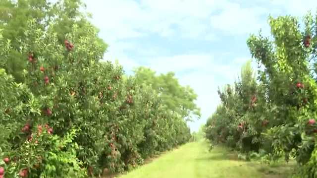 Nebraska apple orchard seeing larger crops for harvesting season - Vimarsana News