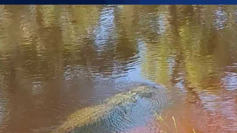 Hiker's video shows how quickly an alligator can disappear in Florida water near site of attack