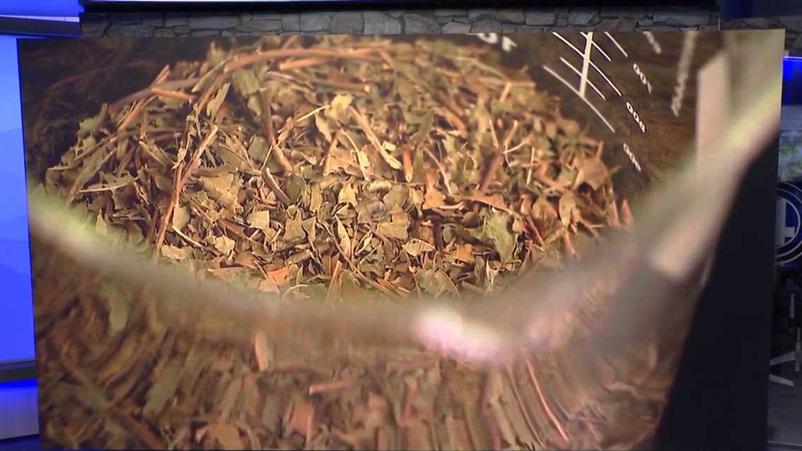South Carolina kratom debate grows as coroner warns of deaths tied to potent 7-OH products