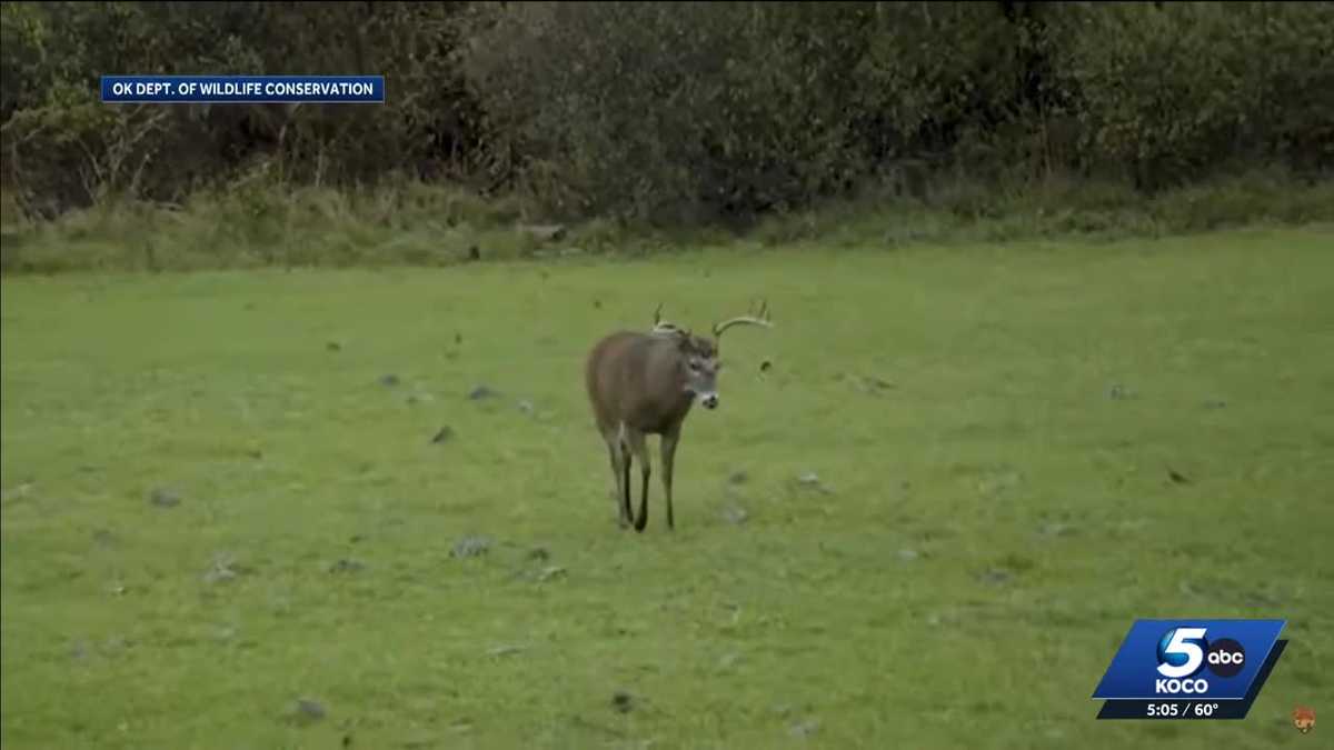 Oklahoma tribes challenge hunting license requirements amid deer season