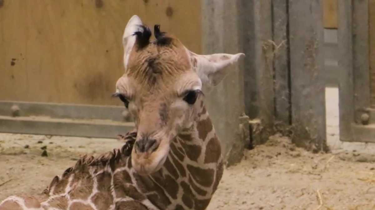 Blank Park Zoo reveals name of baby giraffe