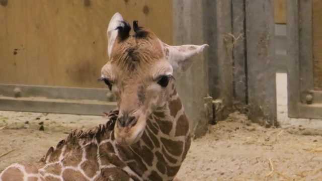 Public will get to vote on name of baby giraffe at Blank Park Zoo - Vimarsana News