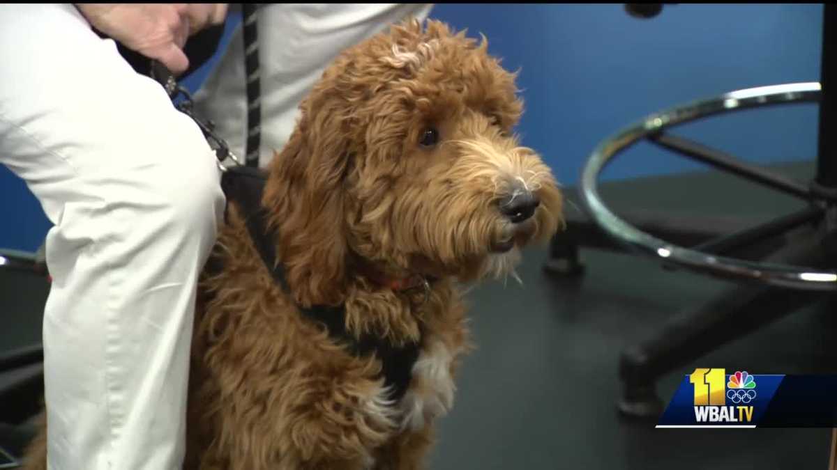 Pet Questions My cat is ruining my furniture