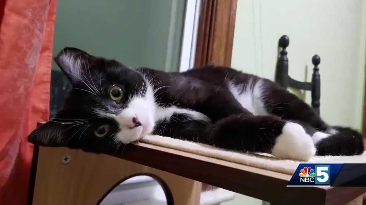 'It's a great community' Pet food pantry opens in Rutland