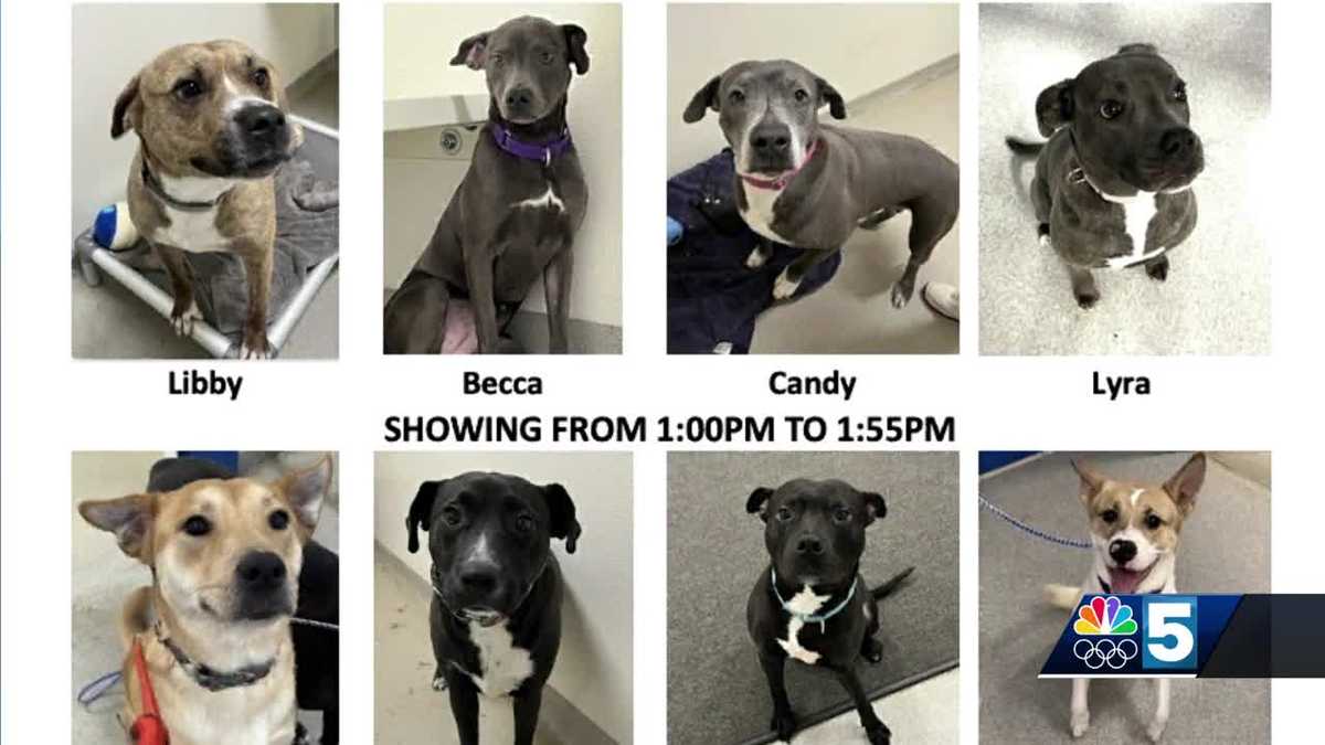 Elmore SPCA to hold adoption event for dogs seized from A Canine Gem