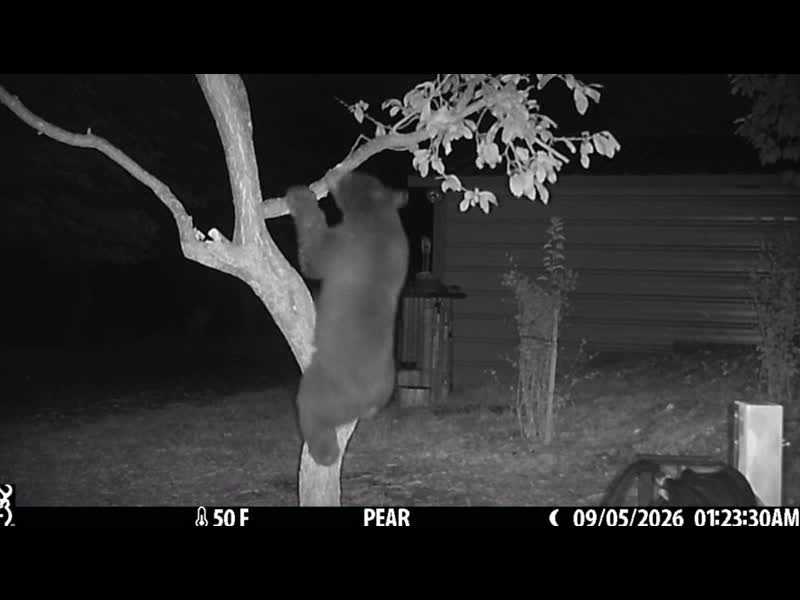 Video: Bear and fox climb tree for plums in Nevada City
