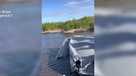 TikTok video of Ochopee airboat crash