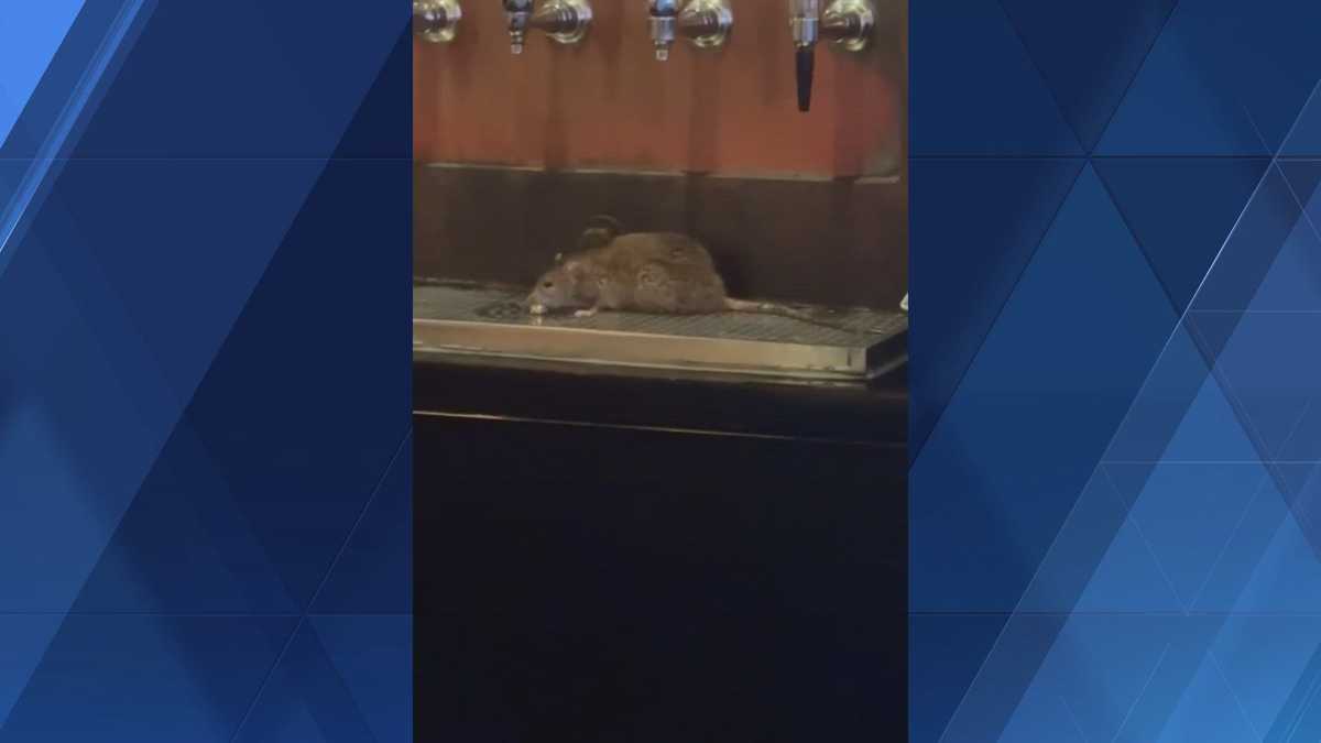 Local taphouse speaks out after viral video appears to show rat under beer taps
