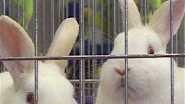 Too Many Unwanted Bunnies Around The Central Coast