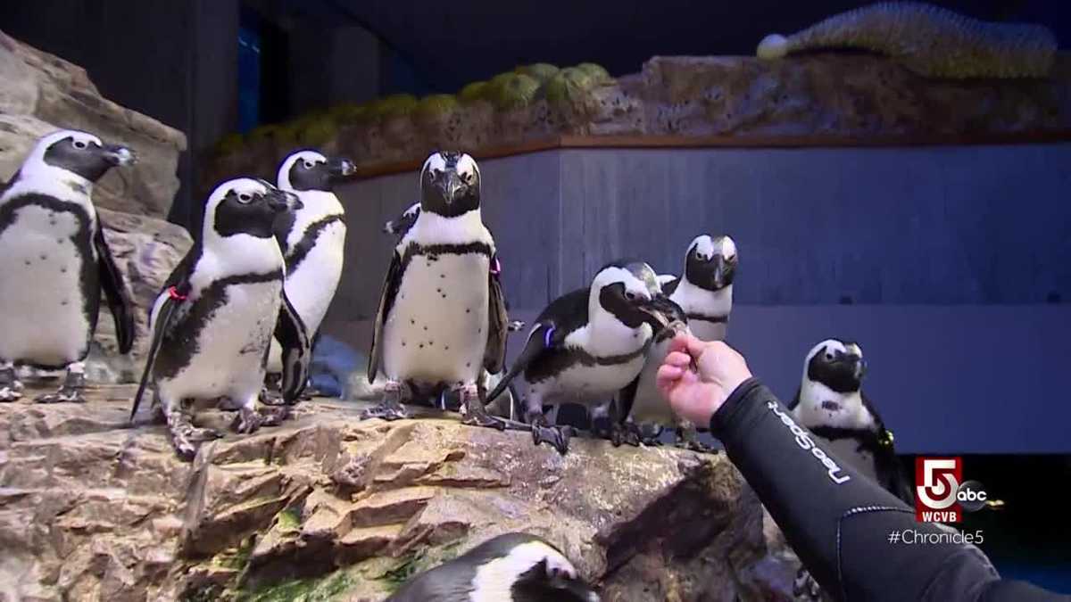 Go inside the giant ocean tank at the New England Aquarium and learn ...