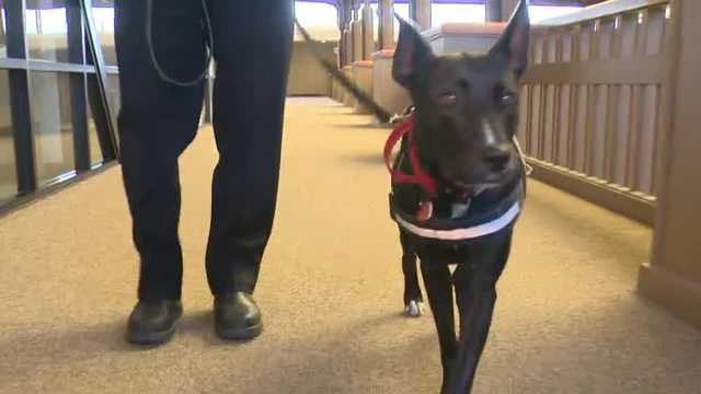 Sacramento Fire's new support K-9 helps first responders - Vimarsana News