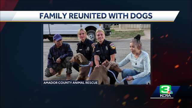 Dogs reunited with family after being separated in Electra Fire - Vimarsana News