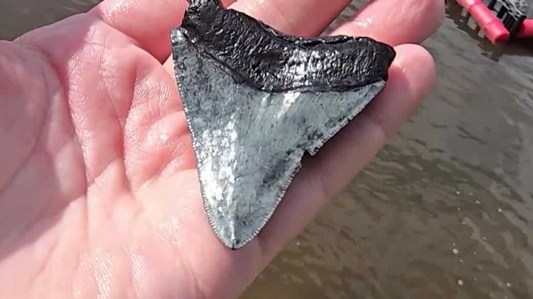 Drought puts Peace River fossil hunting on the map with megalodon teeth