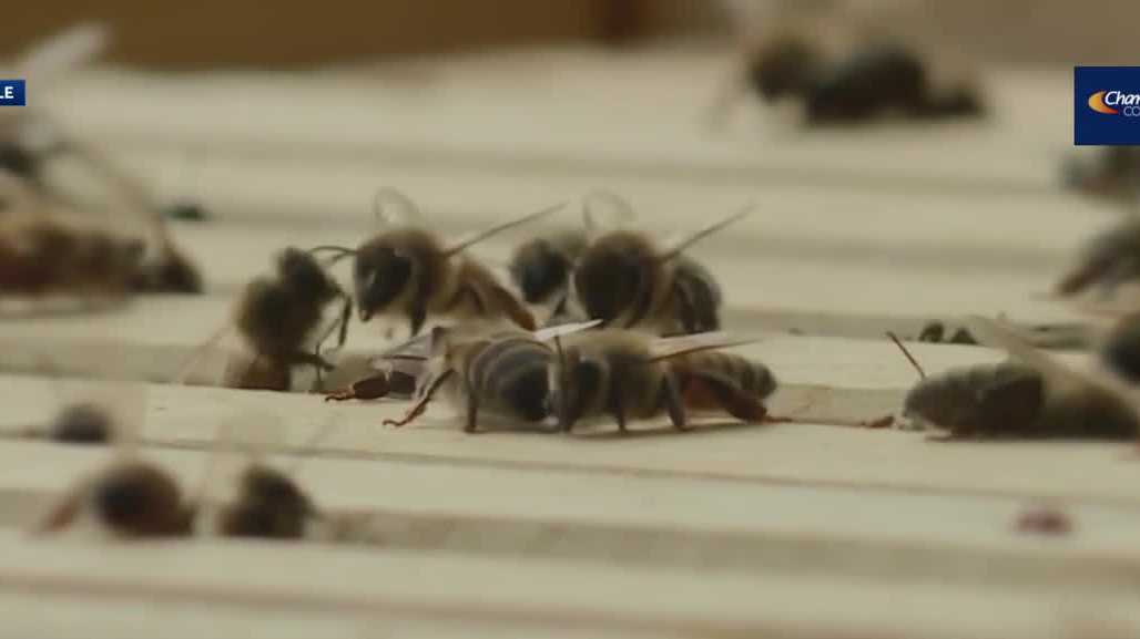 UVM study shows Vermont beekeepers suffered significant losses this year