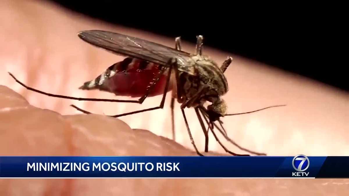 Tips to keep yourself safe from mosquito dangers