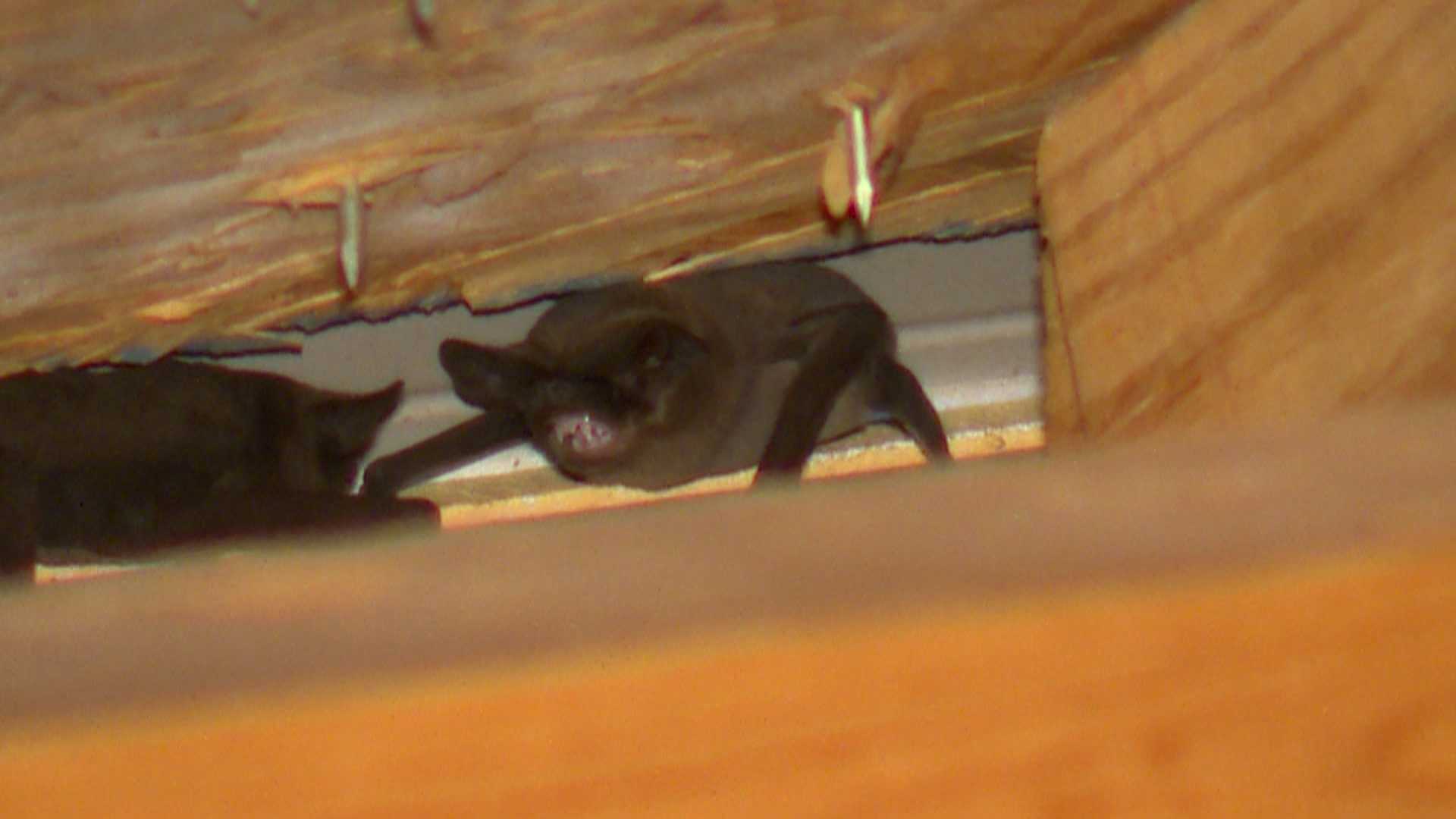 Bat infestation drives young family from their newly rented Montevallo home