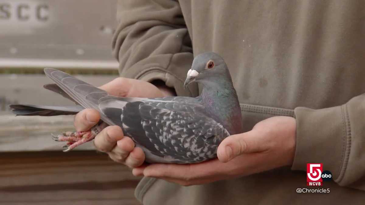 'Birds of a feather' gather in Norwood for pigeon-racing competitions