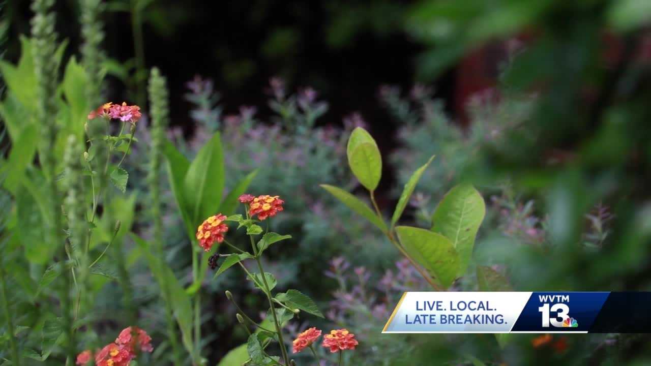 Mountain Brook named Bee City USA - Vimarsana News