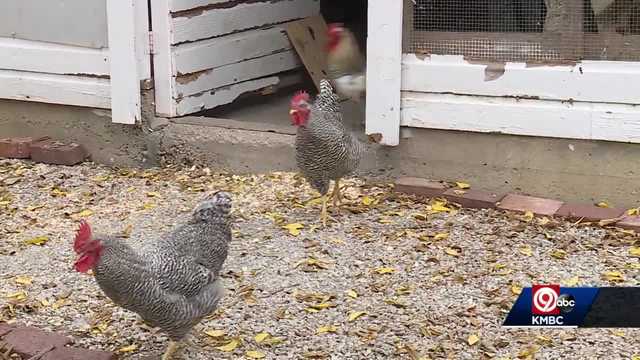 Cashless KC: Visit the Be Free Family Farm in Kansas City - Vimarsana News
