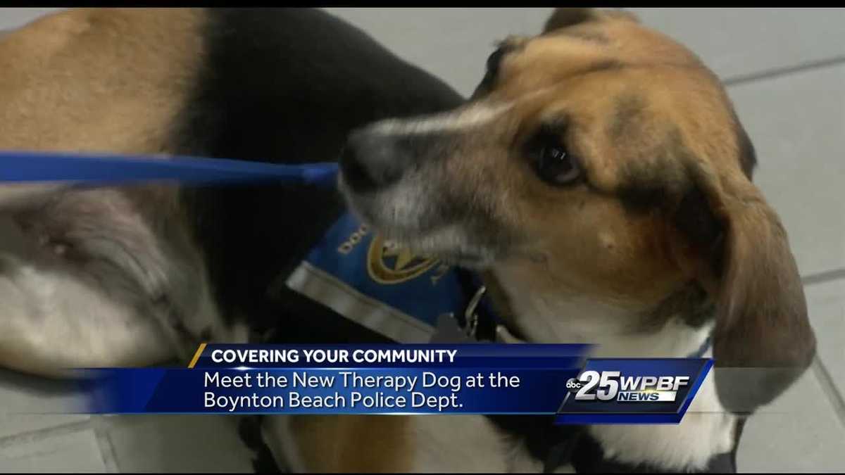 Boynton Beach Police Dept. has a new therapy dog