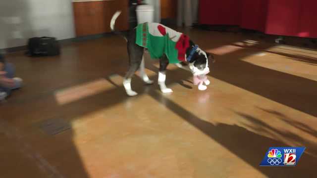 Shelter pup by the name of Bruno Mars seeks his pawsitive match (singing and dancing optional)