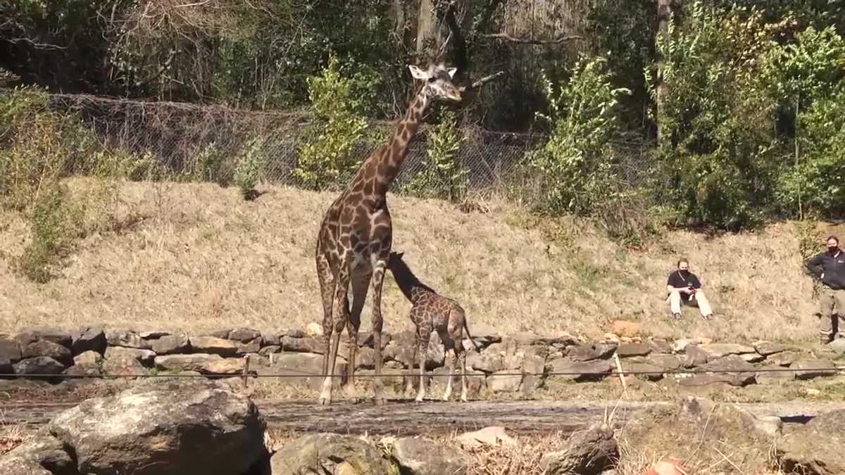 WATCH: Baby giraffe soaks up sun during first trip outside at