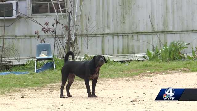 Woman remains in hospital after losing both arms in vicious dog attack - Vimarsana News